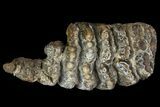 Partial, Fossil Stegodon Molar - Indonesia #156720-1